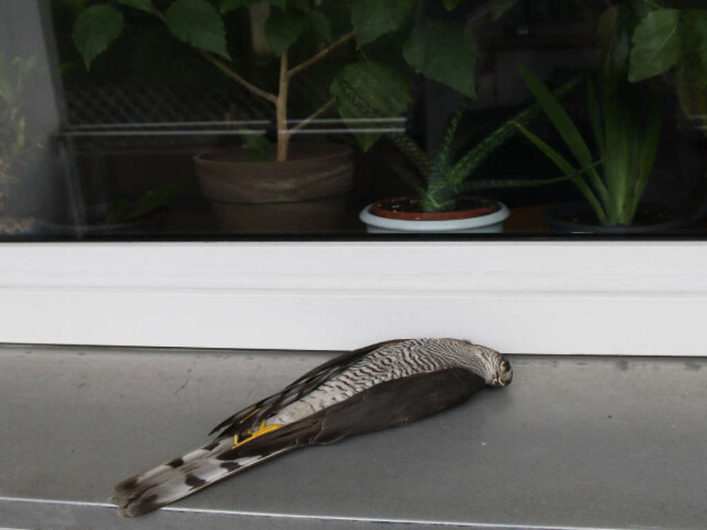 Toter Sperber Als Vogelschlagopfer