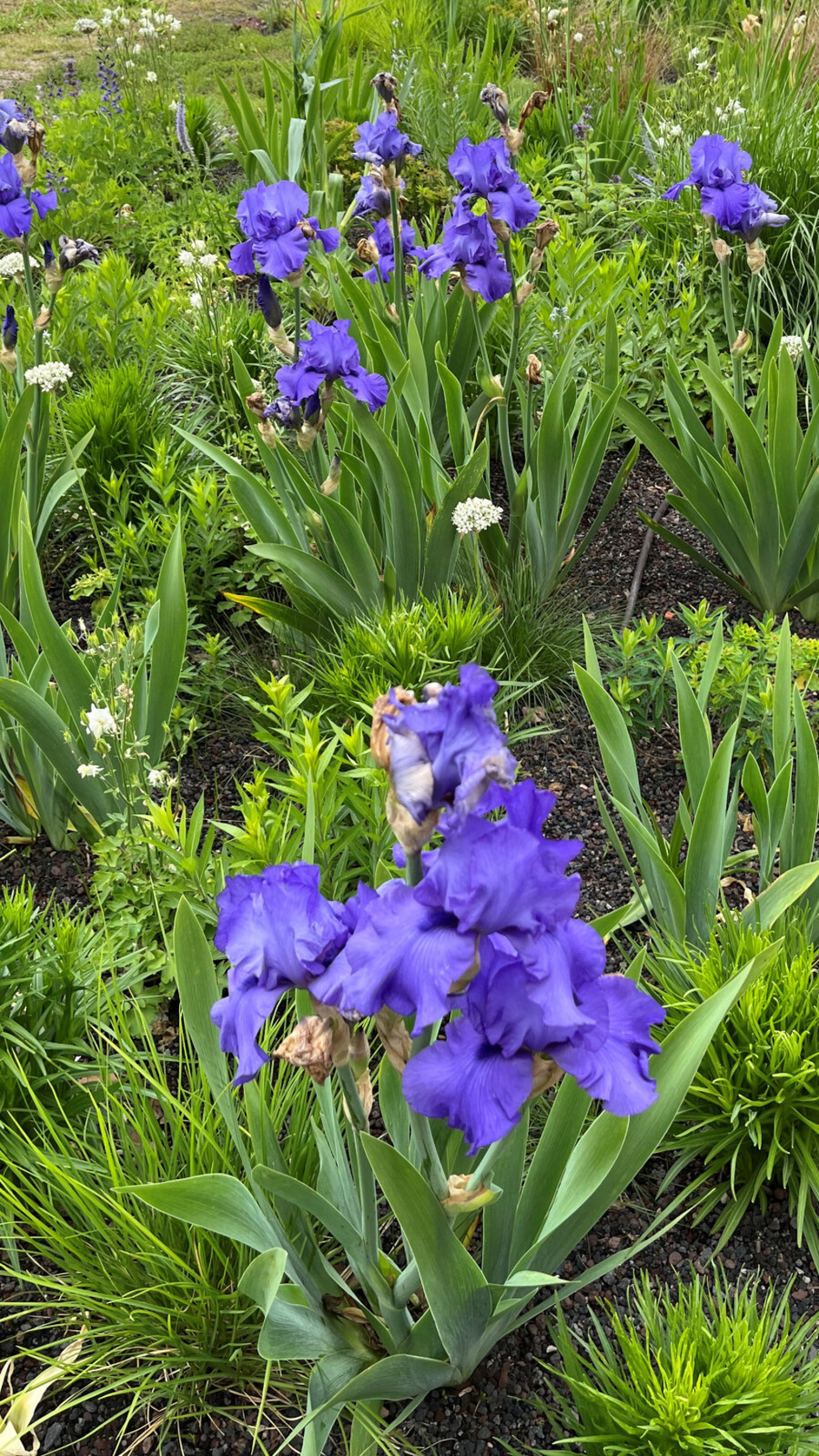 Dachbegrünung mit Blumen