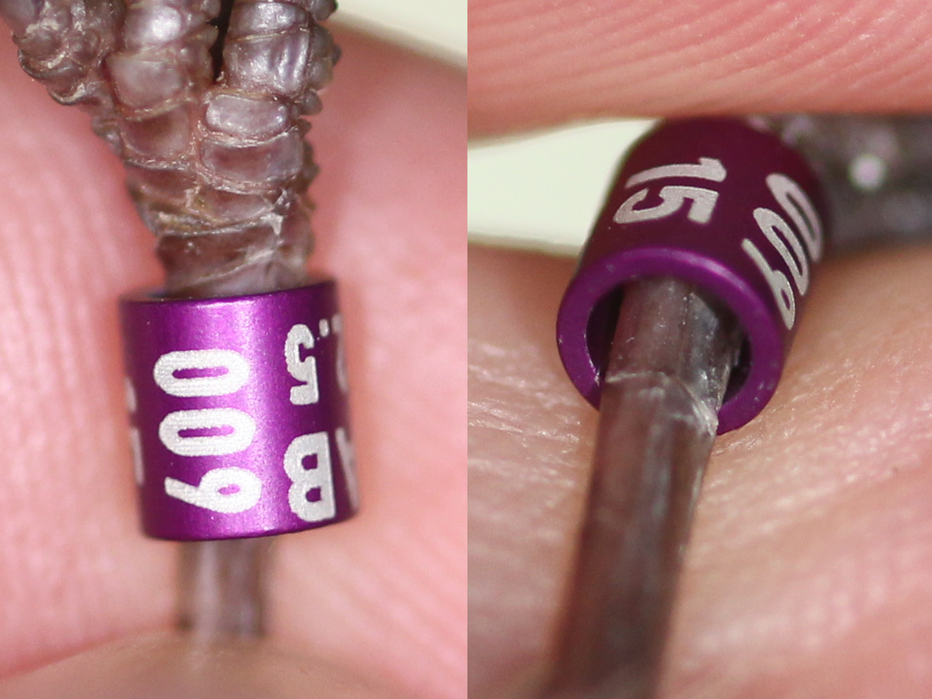 Intakter Erkennungsring am Fuß eines Tieres