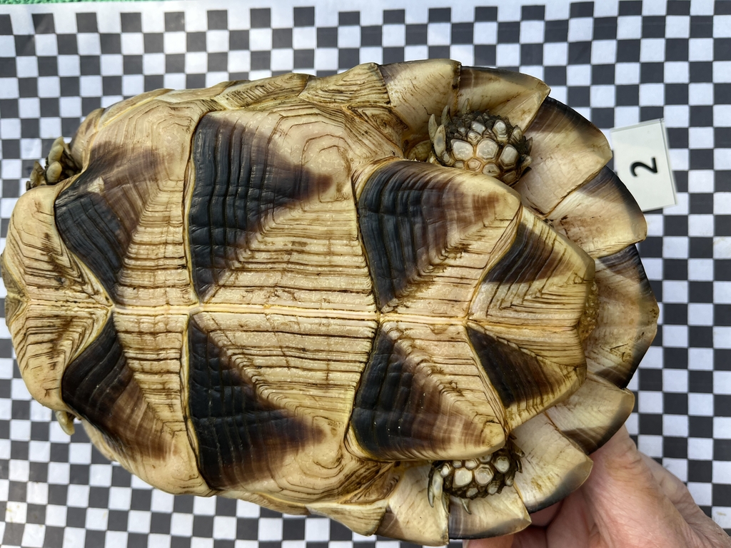 Schildkröte von oben