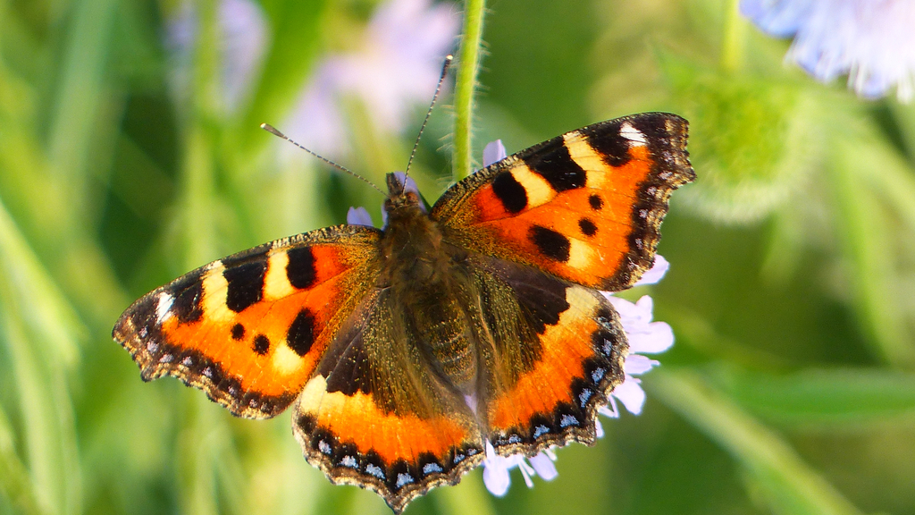 Schmetterling auf einer Pflanze