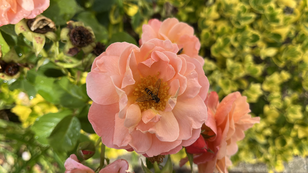 Schwebfliege in Rosenblüte