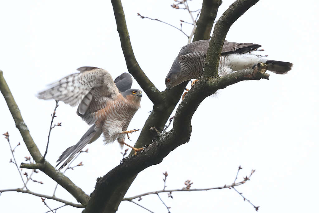 Sperber-Paar:Männlicher Sperber links, Weiblicher Sperber rechts