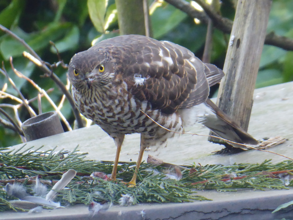 Sperberweibchen mit Beute