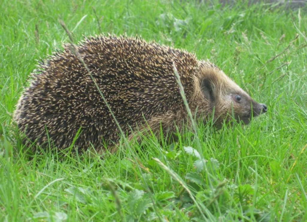 Tiere Igel2