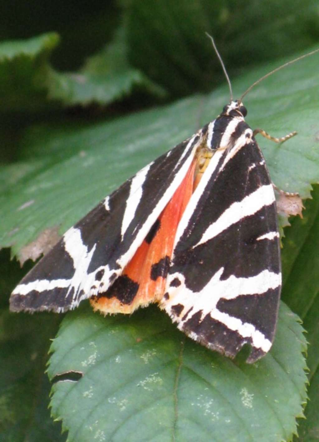 Tiere Insekt Russischer Bär _callimorpha Quadirpunctaria_