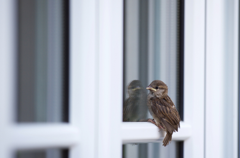 2. Platz beim Fotowettbewerb