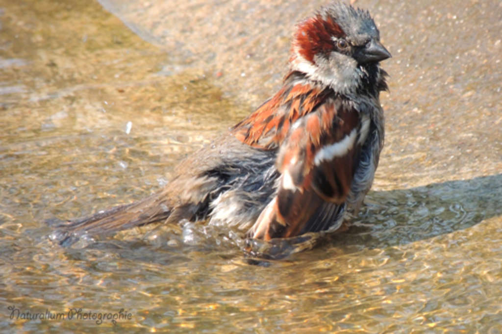 Spatz-Bild von Sabrina Hombach