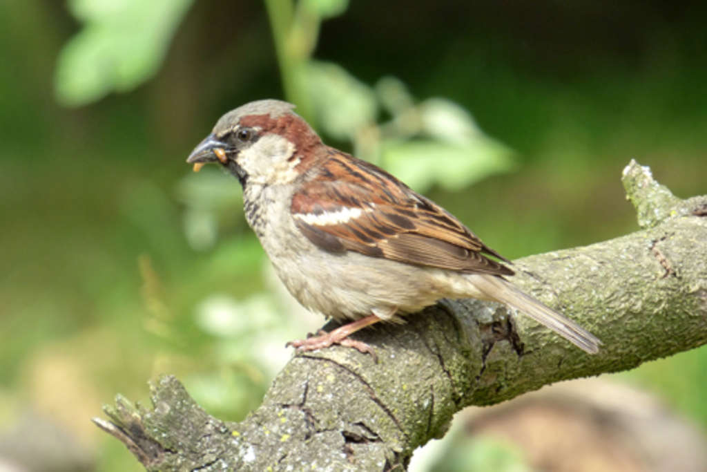 Spatz-Bild von Christoph Mensing