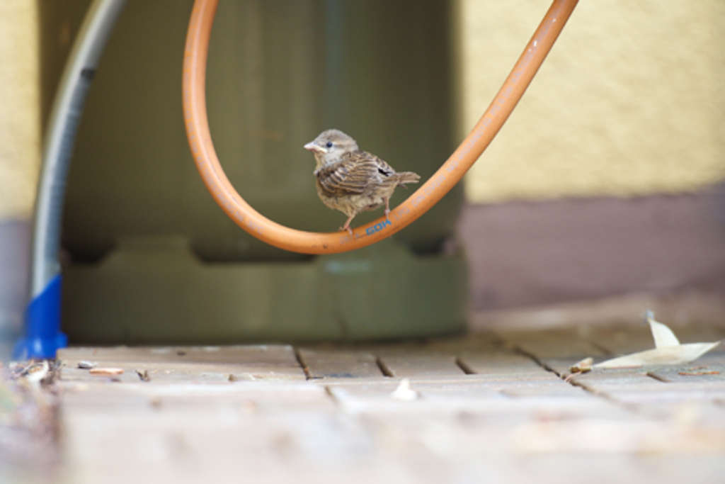 Spatz-Bild von Michaela Decher