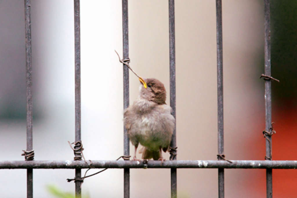 Spatz-Bild von Felix Stark