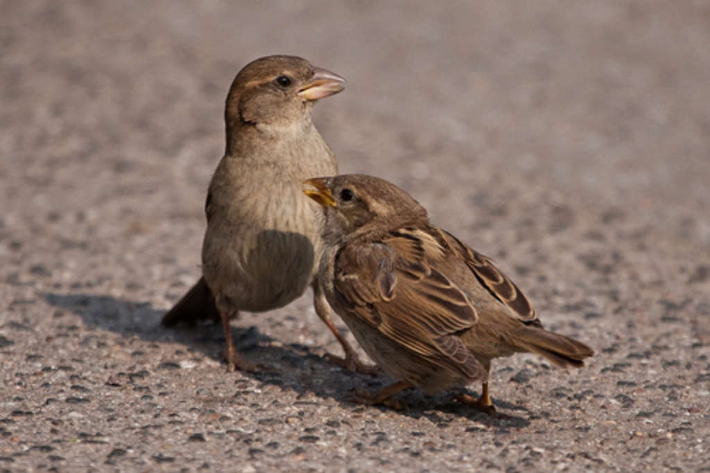 Spatz-Bild von Dr. Winfried Abt