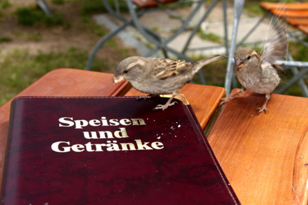 Spatz-Bild von René Storch