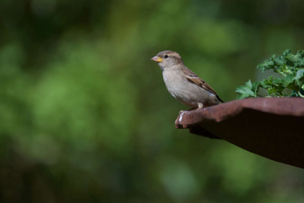 Spatz-Bild von Michael Decher