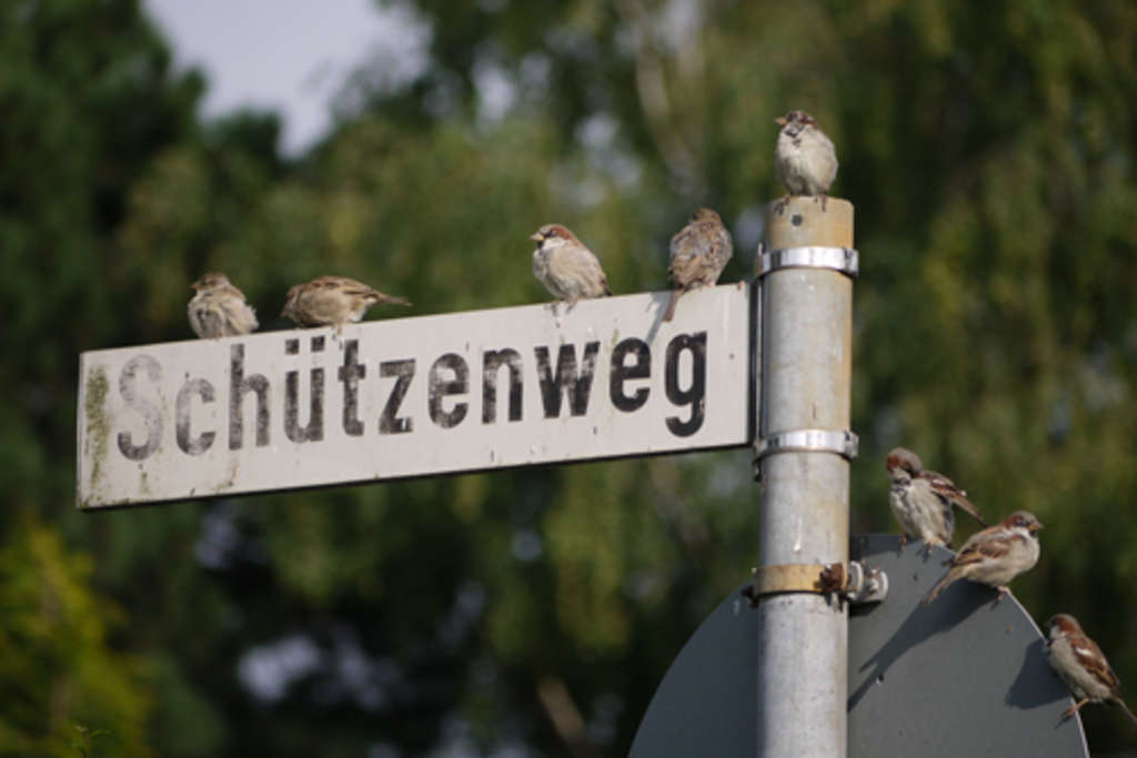 Spatz-Bild von Birgit Bodden