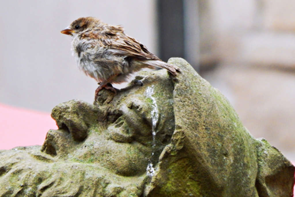 Spatz-Bild von Mareike Braun