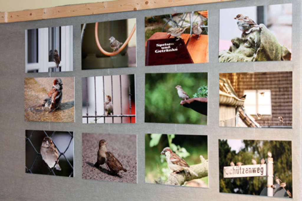 Galerie der besten Spatz-Bilder