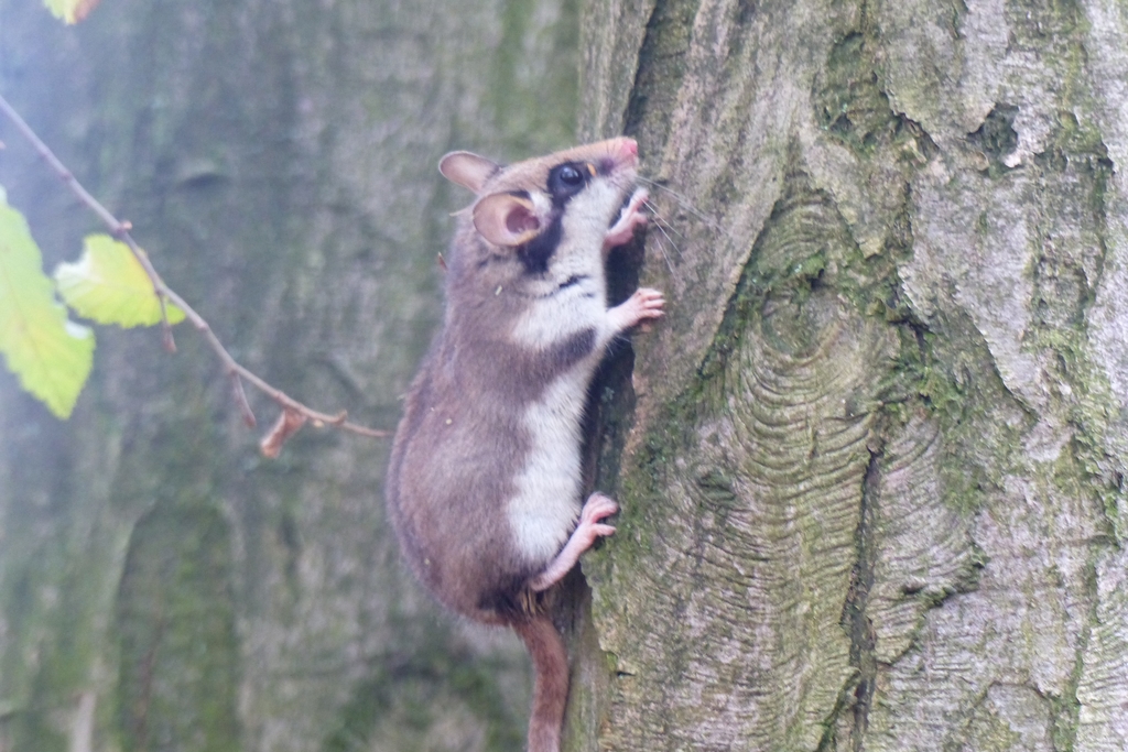 Gartenschläfer an einem Baumstamm, Link auf Steckbrief Gartenschläfer