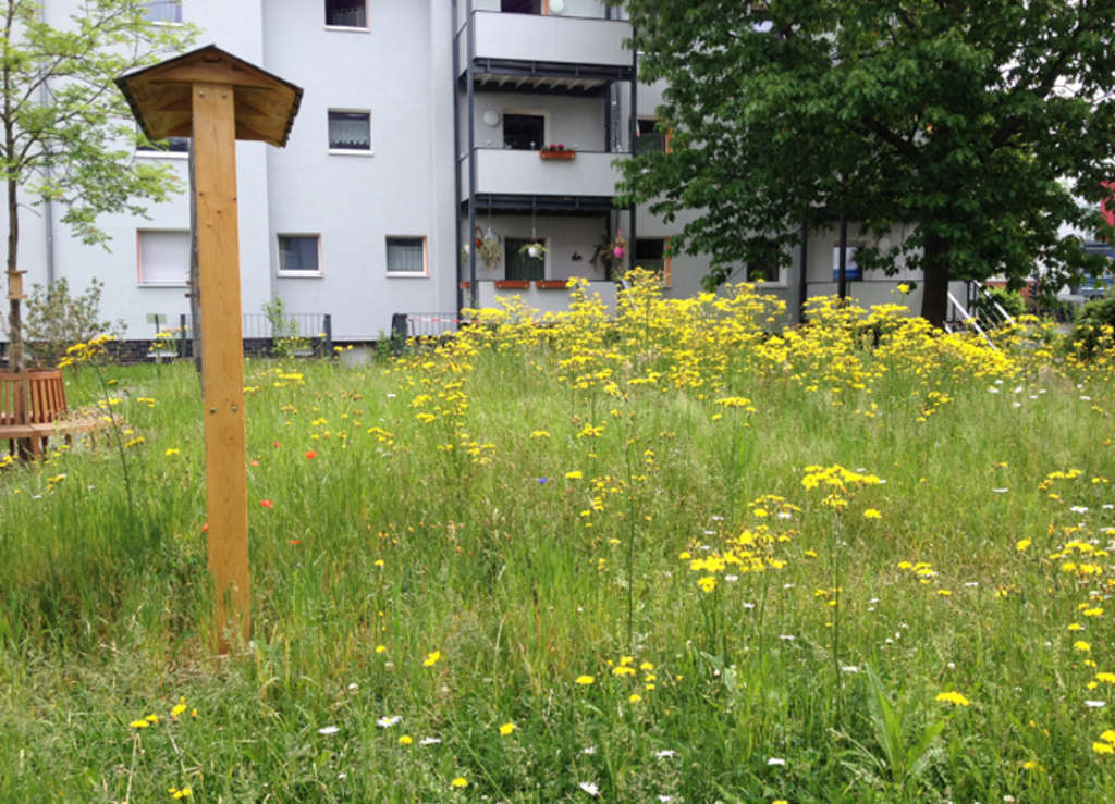 Kottenforststraße: Wiese