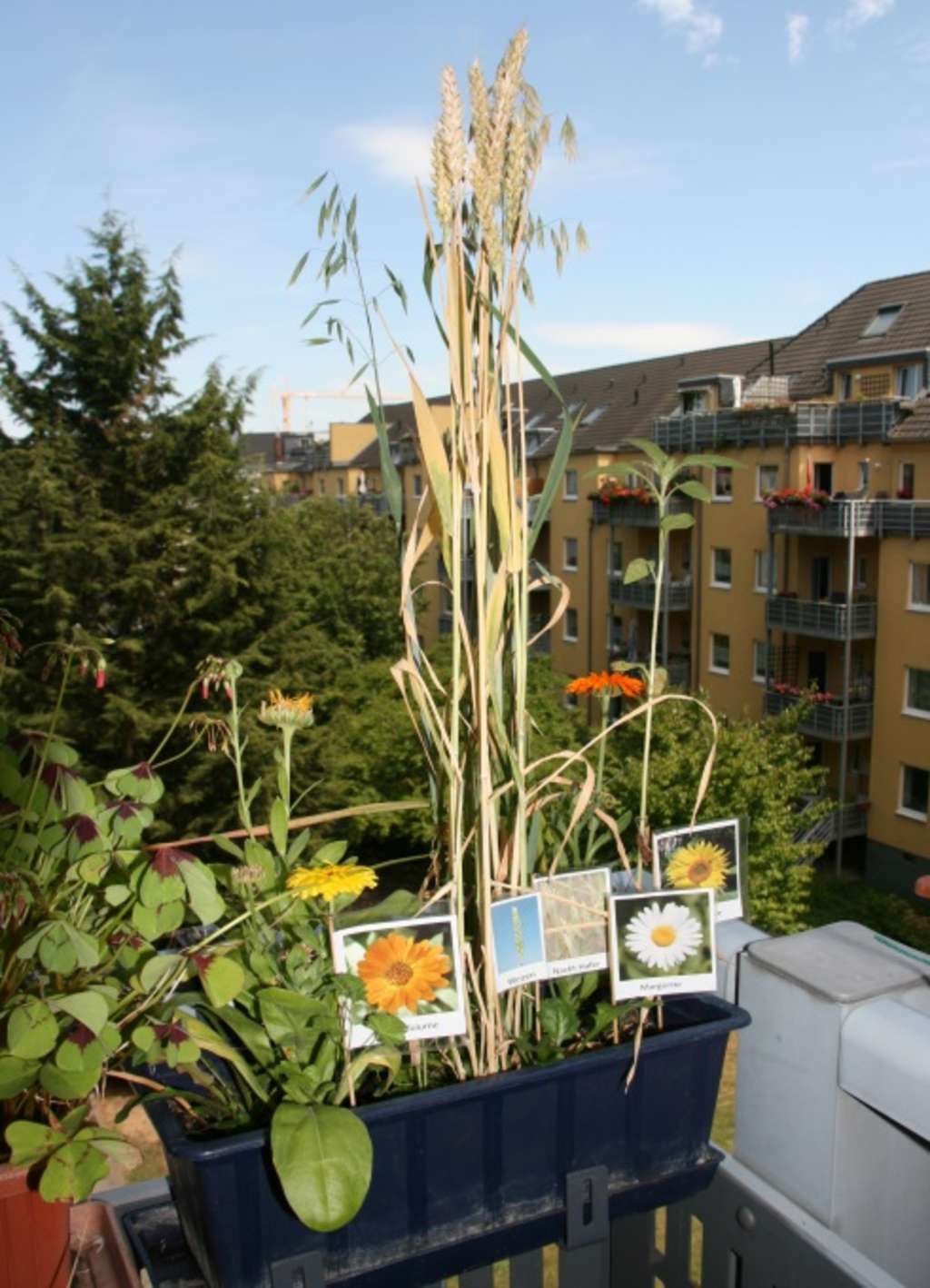 Balkon mit Saatgutmischung für Spatzen