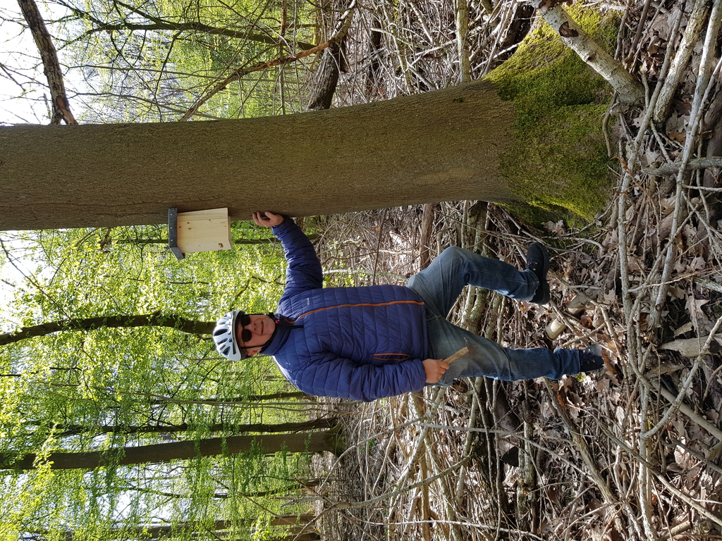 Aufhängen Nistkasten