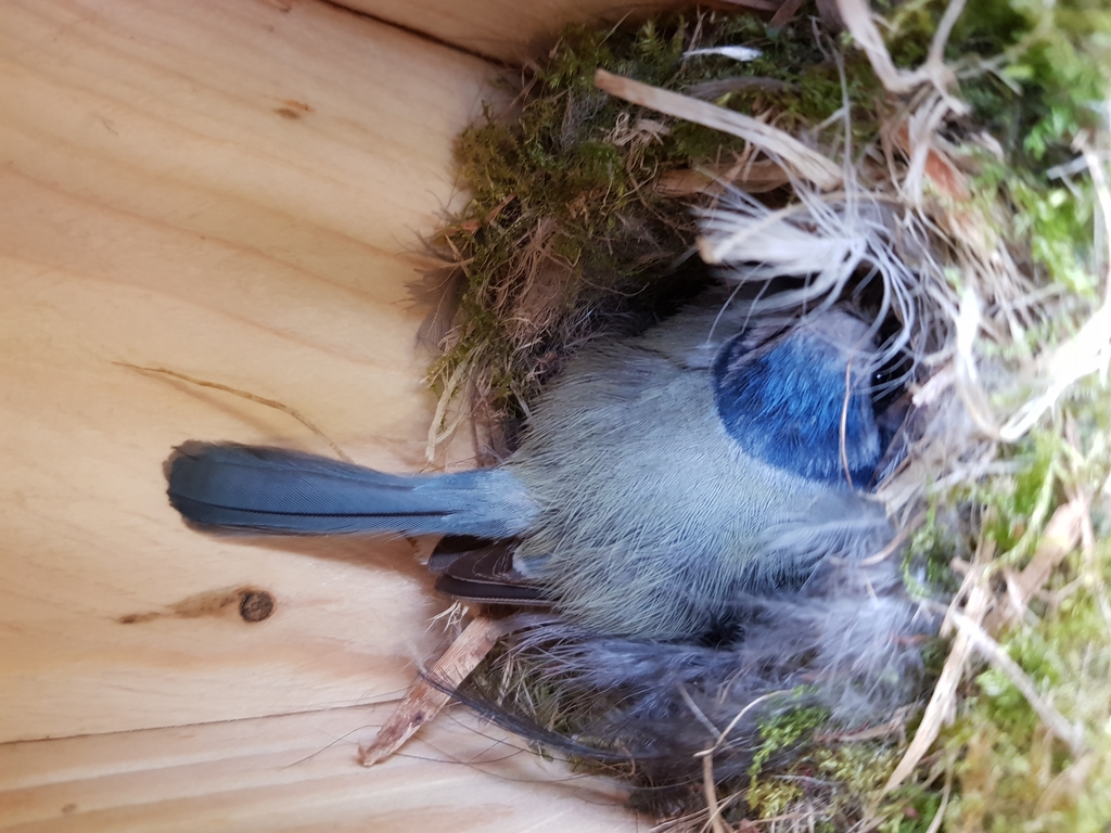Blaumeise im Nistkasten