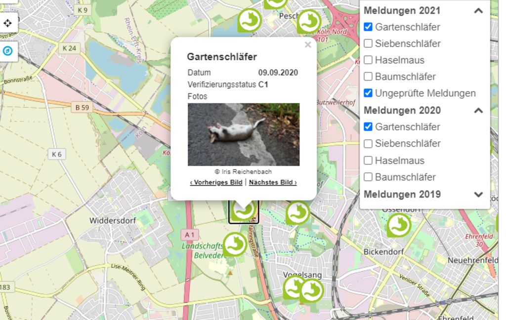 Gartenschläfer Projekt Meldestelle