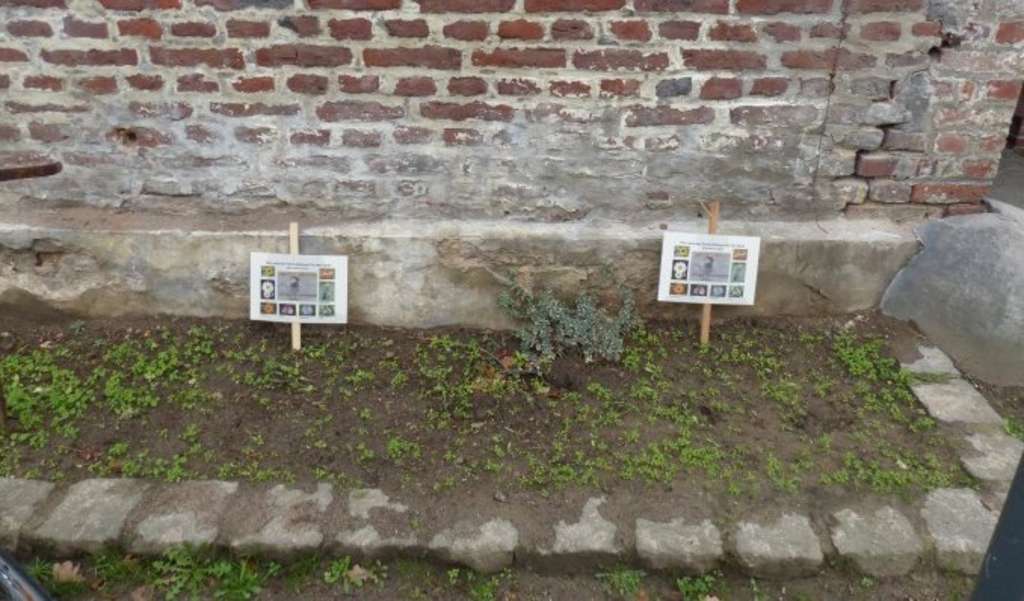 Waldschule: Aussaat Spatzenweide