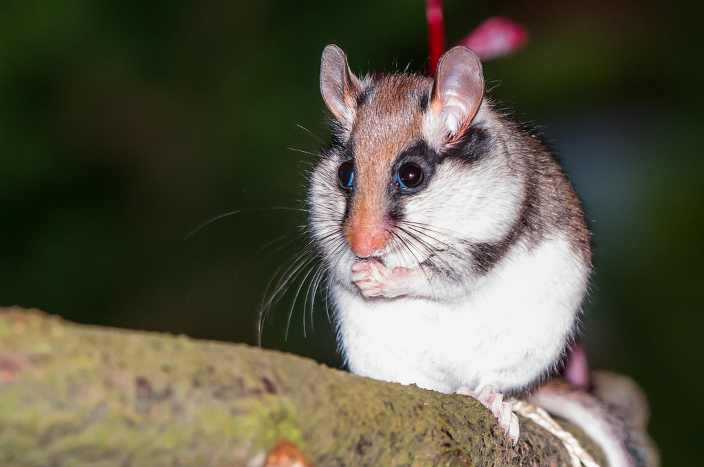 Gartenschläfer auf einem Ast