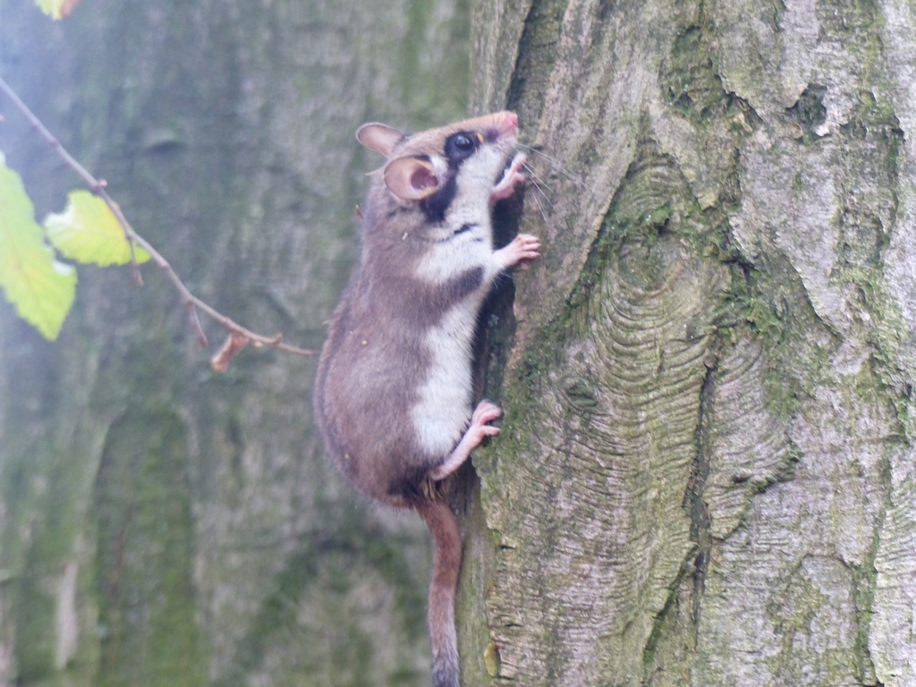 Gartenschläfer an einem Baumstamm