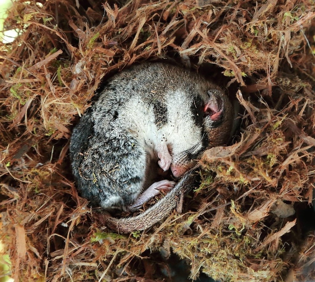 Gartenschläfer im warmen Nest