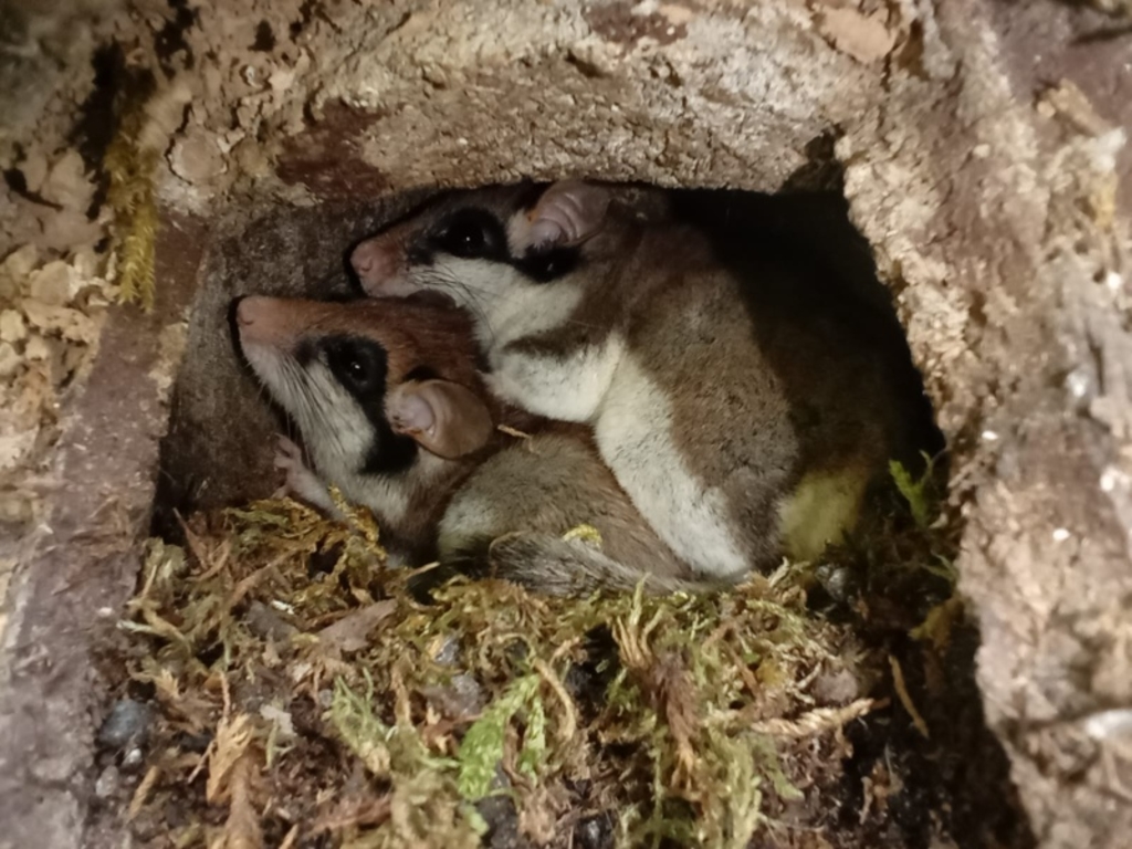 Gartenschläfer in Hessen