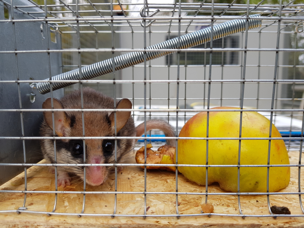 Gartenschläfer im Käfig vor Auswilderung