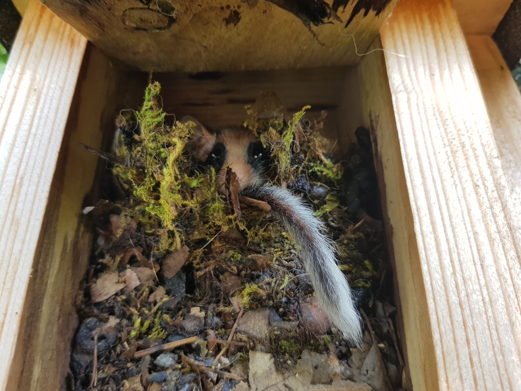 Gartenschläfer im Moosnest im Nistkasten