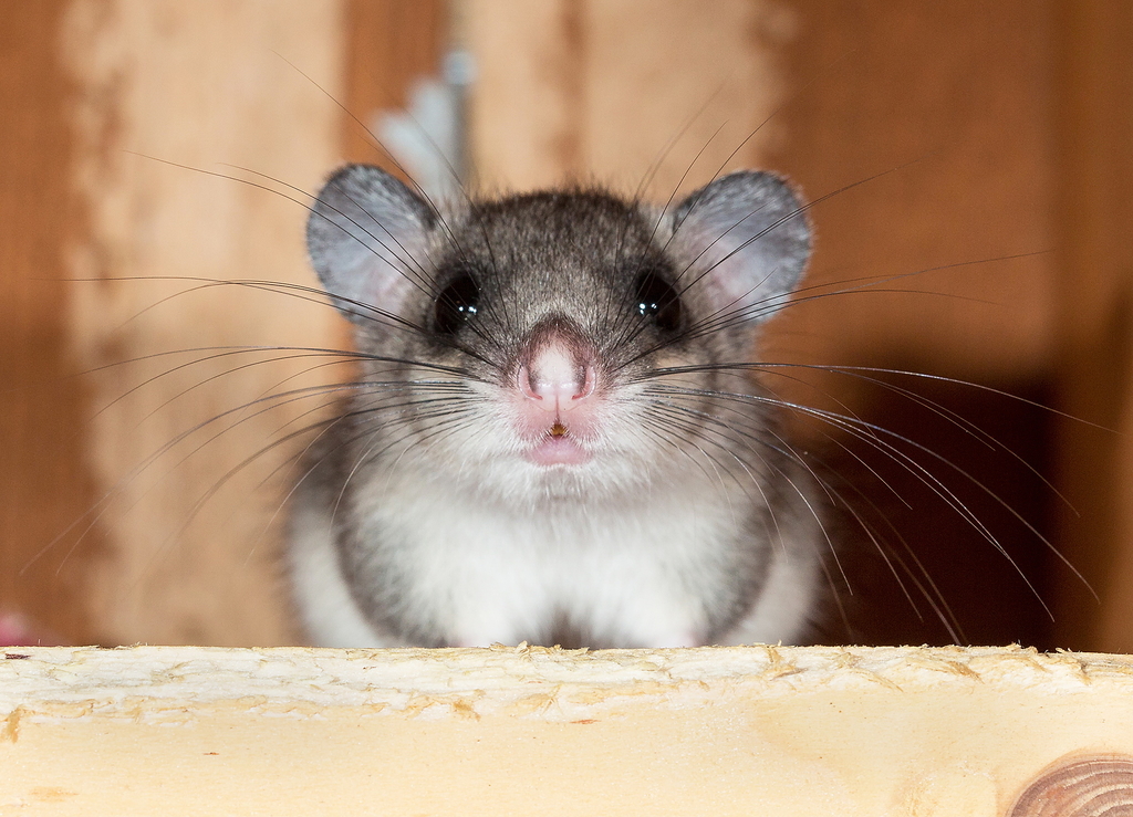 Junger Siebenschläfer