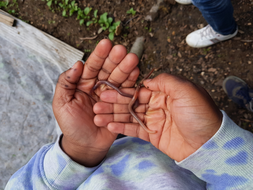 Kinderhände mit Regenwürmern