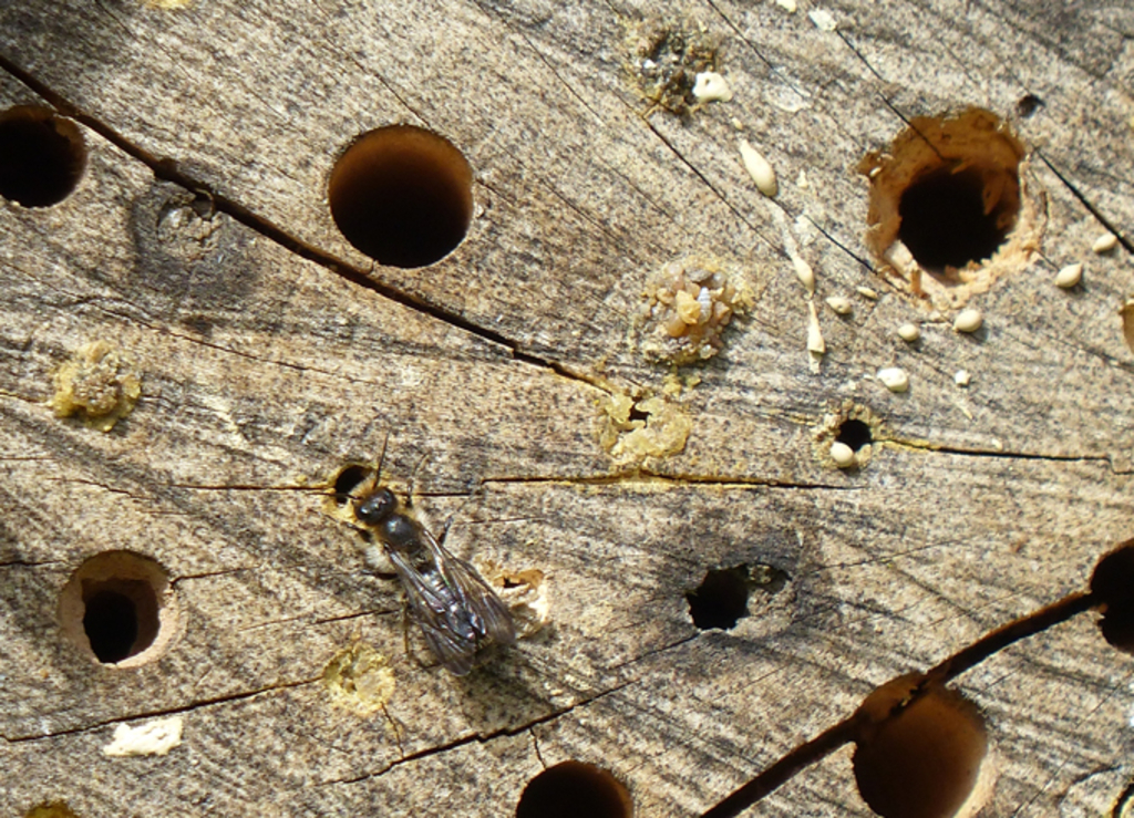 Löcherbiene an Holz