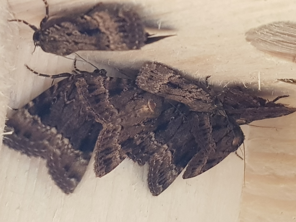 Nachtfalter Nistkasten