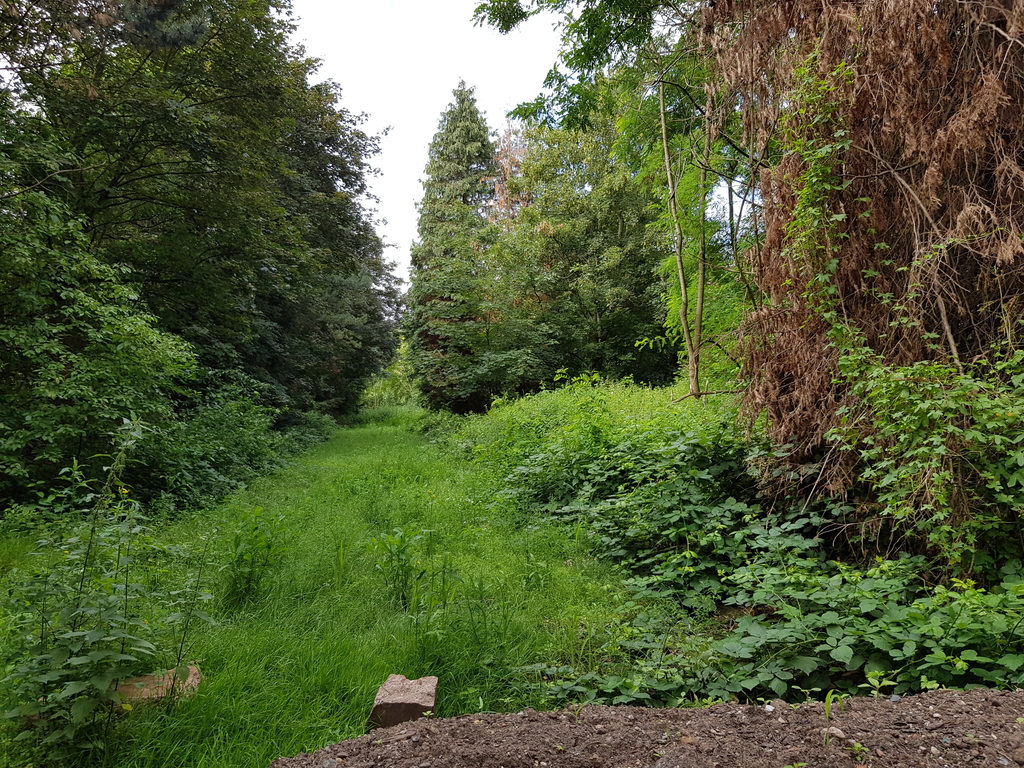 Naturnahe Gehölze Friedhof Steinneuerhof
