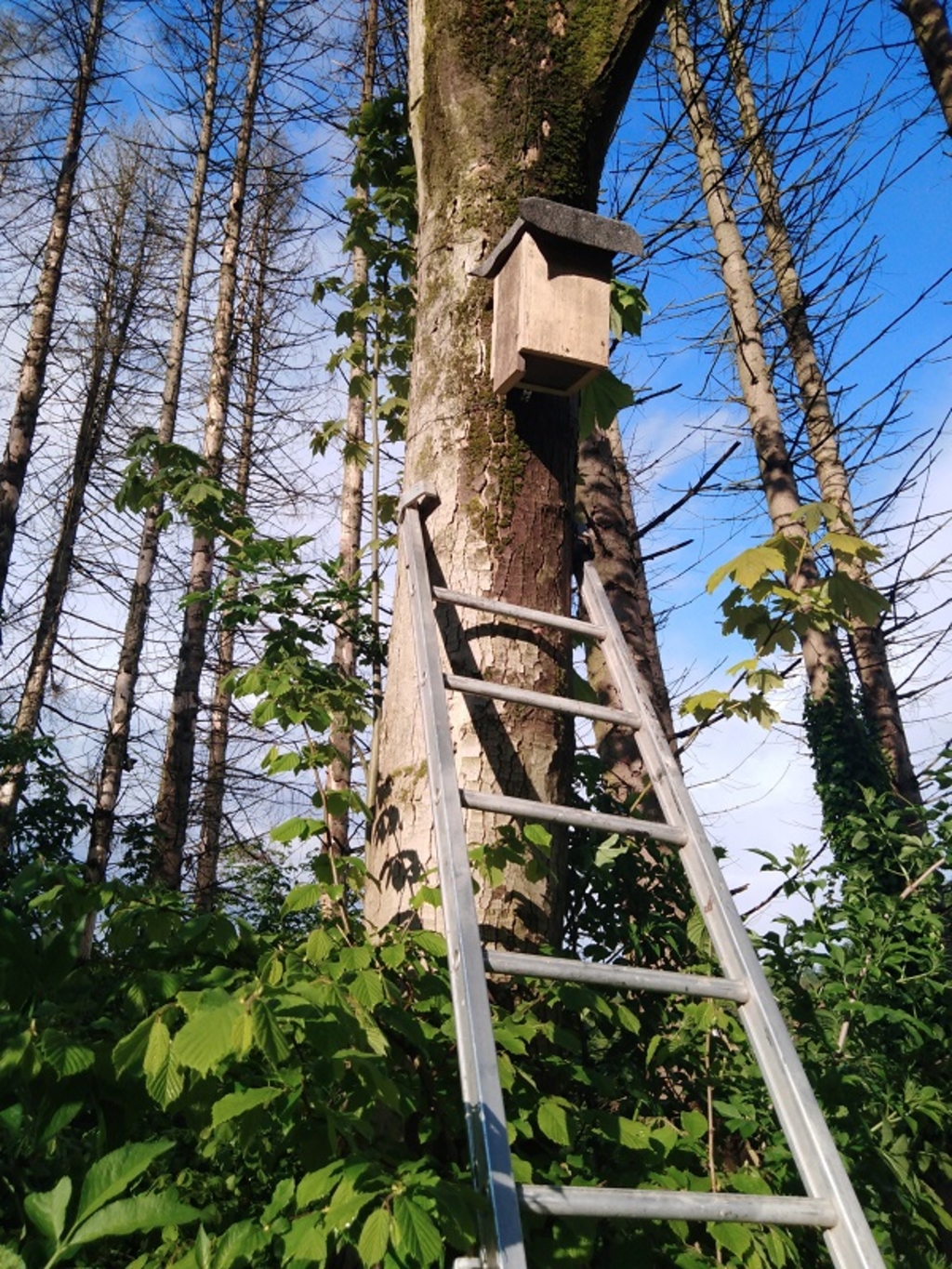 Stadt Aktiv- Mitarbeiter*innen engagieren sich für den Bilchschutz