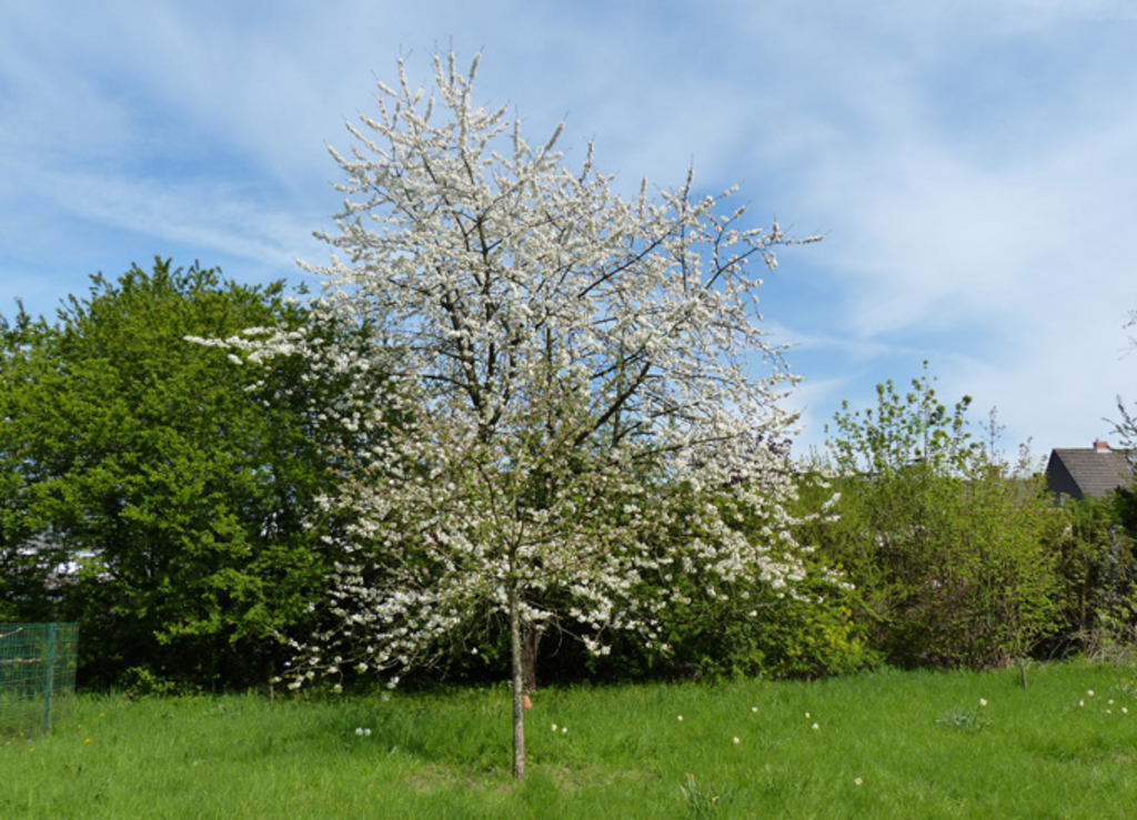 Obstbaum