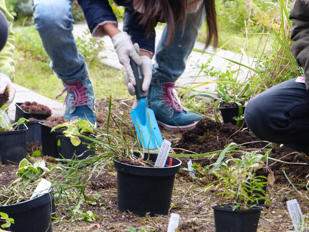 Kinder pflanzen im Schulgarten