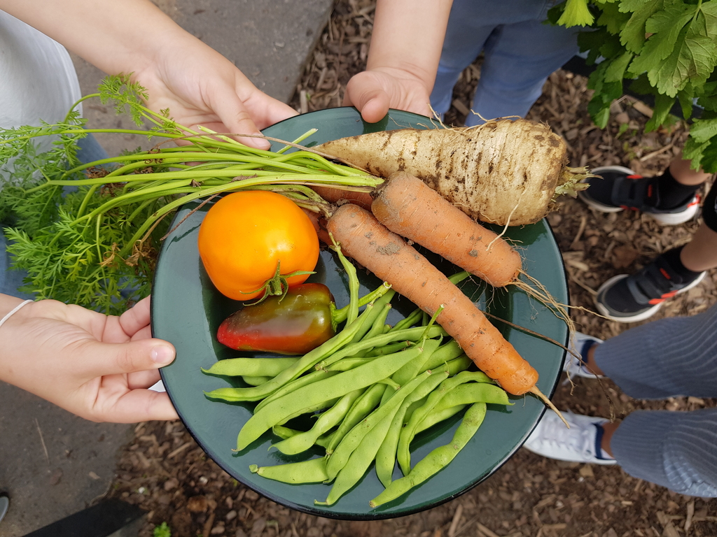Schulgarten Gemüseernte