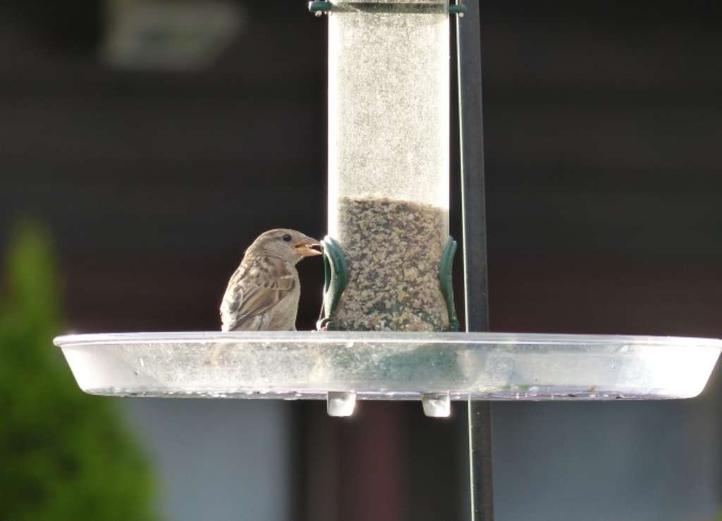 Spatz an Futterstelle