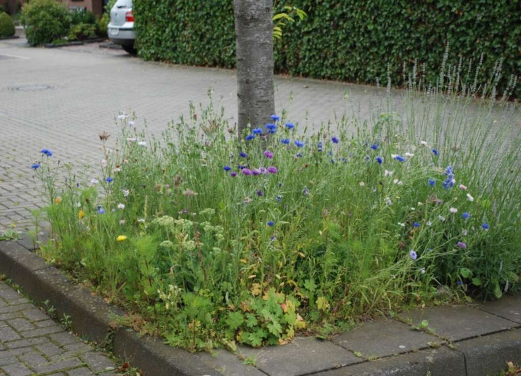 Baumscheibe mit Wildwuchs