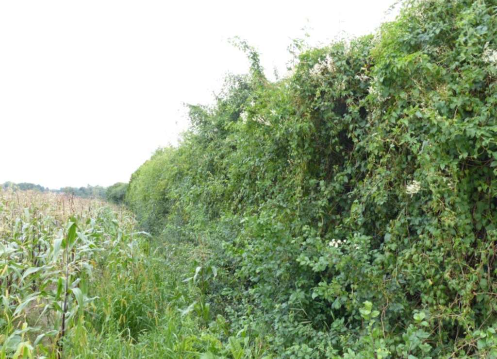 Spatz10 Heckenstruktur