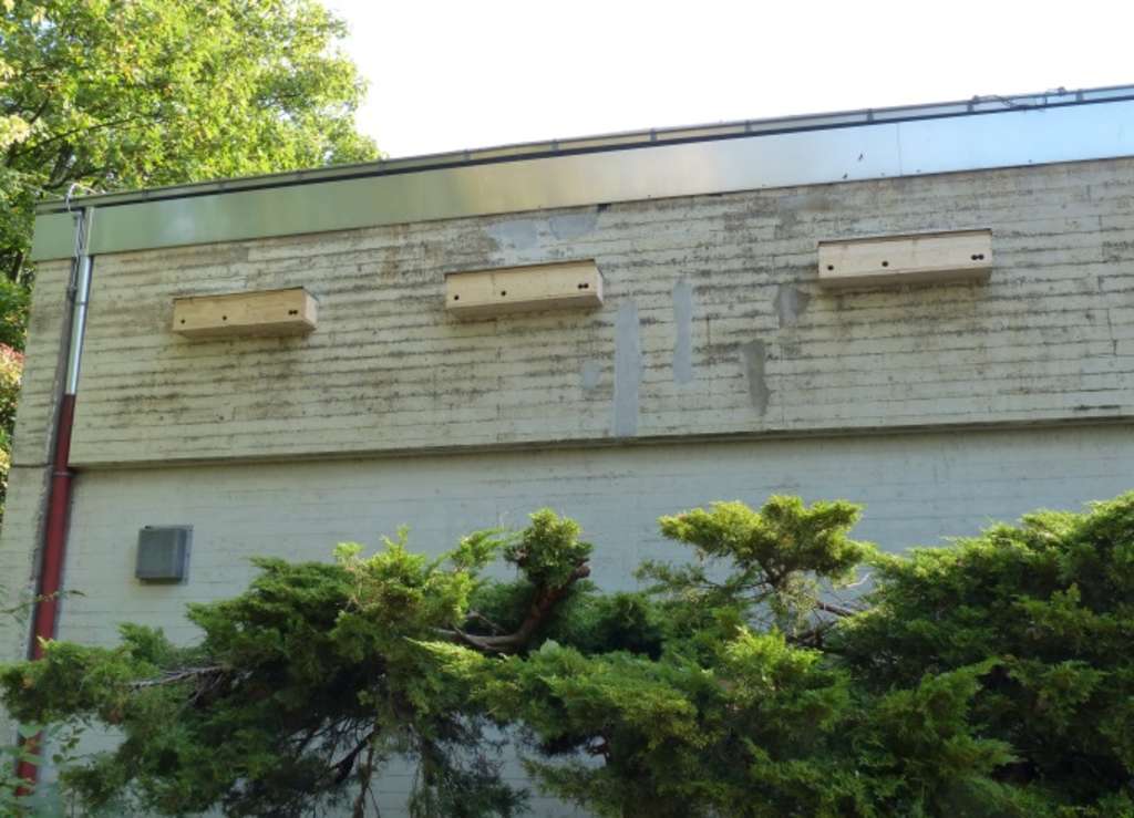 Spatz10 Spatzennistkästen