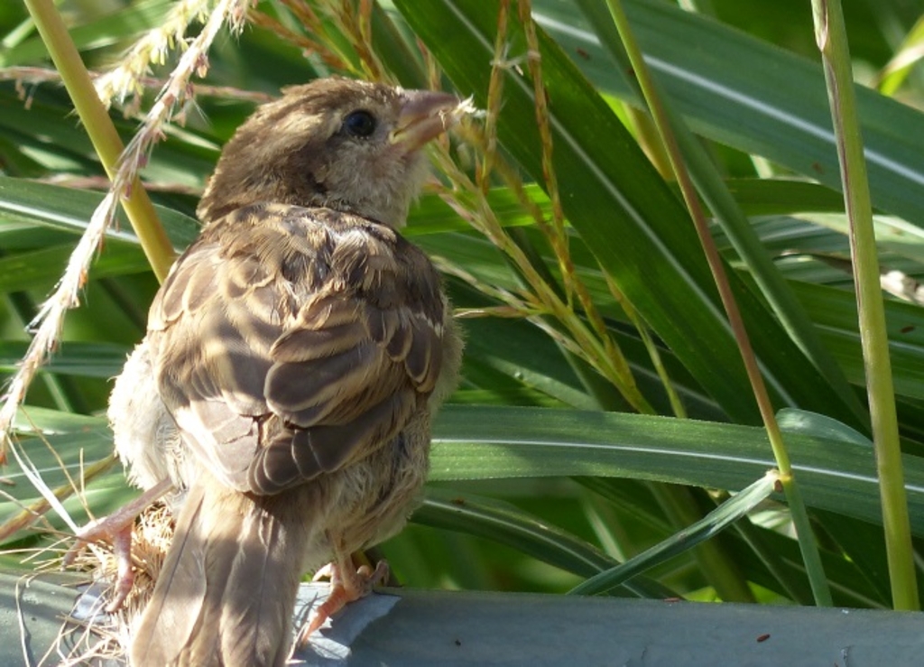 Spatz Futtersuche Jungspatz