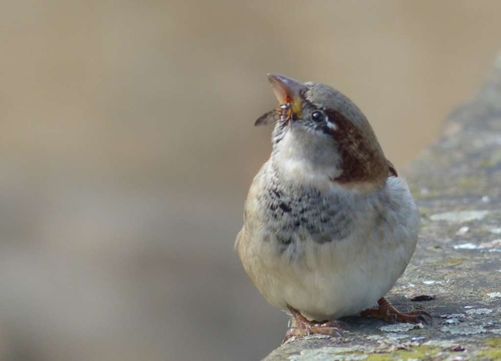 Spatz3 Mit Insekt