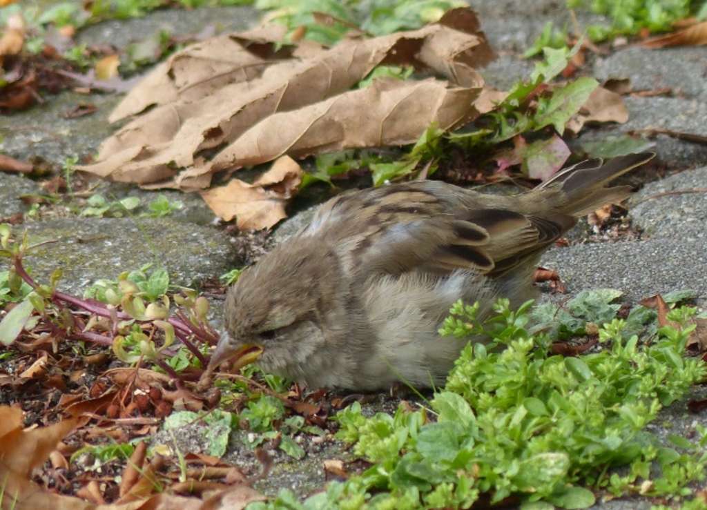 Spatz an Pflasterritze